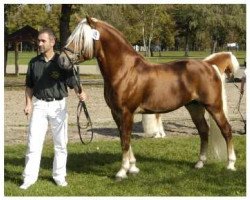 Deckhengst Arino (Haflinger, 2001, von Amsterdam)