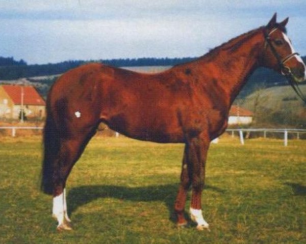 stallion Lomber xx (Thoroughbred, 1984, from Tiron xx)