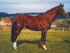 stallion Lomber xx (Thoroughbred, 1984, from Tiron xx)