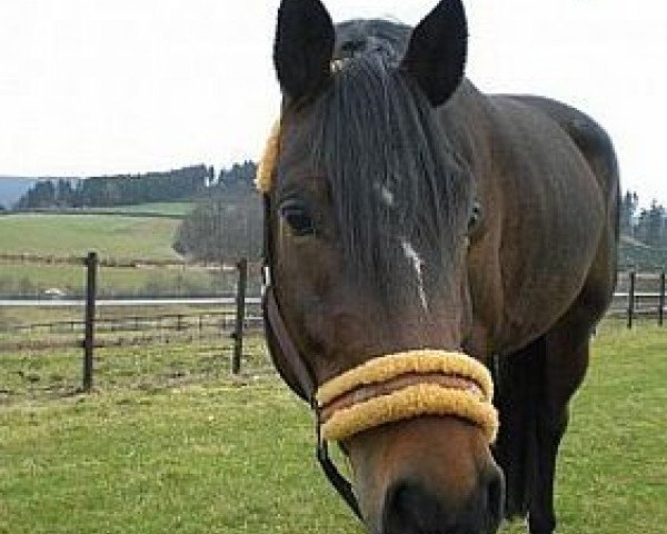 jumper Picolinos Lausejunge (German Riding Pony, 2003, from FS Pearcy Pearson)