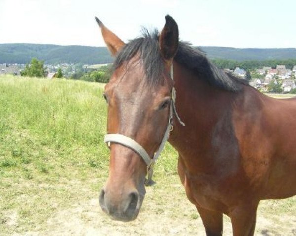 horse Camillo (Hessian Warmblood, 1997, from Chasseur II)