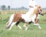 stallion Manolito van het Mallewegje (Shetland pony (under 87 cm), 1997, from Opal of Brindister)