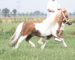 Deckhengst Manolito van het Mallewegje (Shetland Pony (unter 87 cm), 1997, von Opal of Brindister)