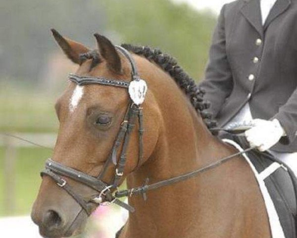 dressage horse Feivel 162 (German Riding Pony, 2002, from For-Pleasure)