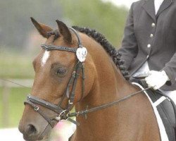 Dressurpferd Feivel 162 (Deutsches Reitpony, 2002, von For-Pleasure)