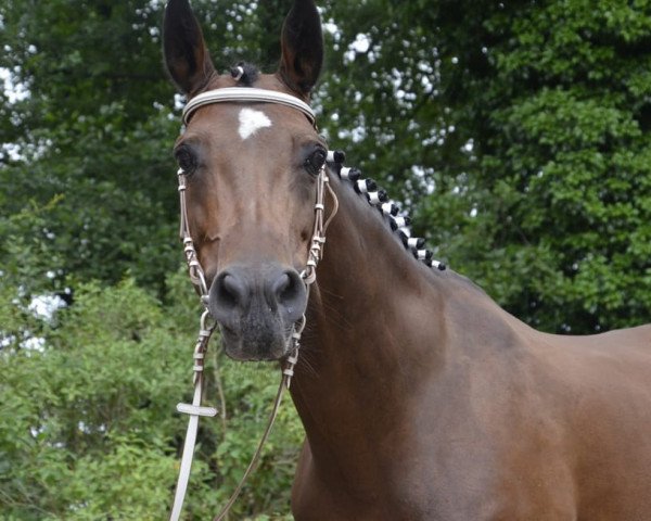 broodmare Anastasia (German Sport Horse, 2005, from Ultra chic)