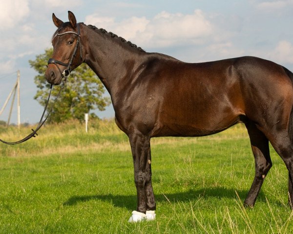 dressage horse Fürstengold E (Westphalian, 2018, from Fürstenball)