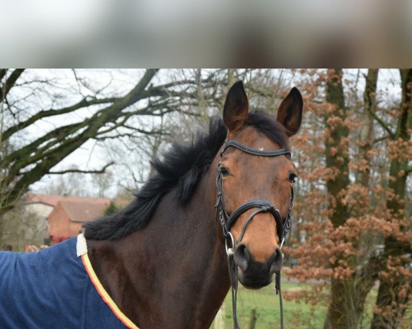 broodmare Asti's Madame (Hanoverian, 2010, from Asti's Amsterdam)