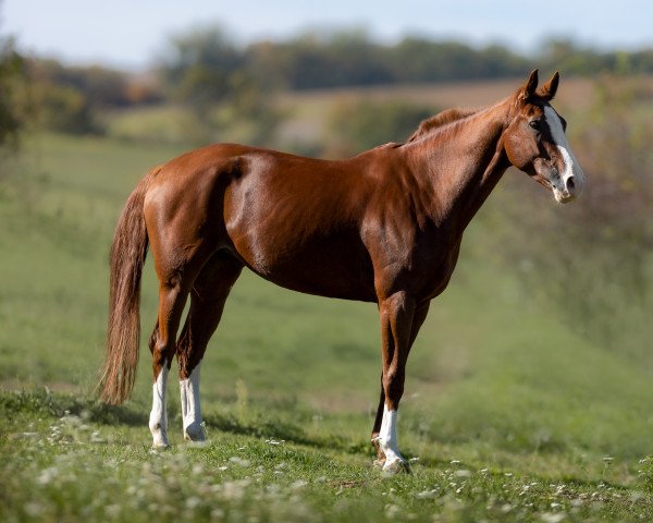 horse Dália (Slovakian Warmblood, 2017, from Tarzan)