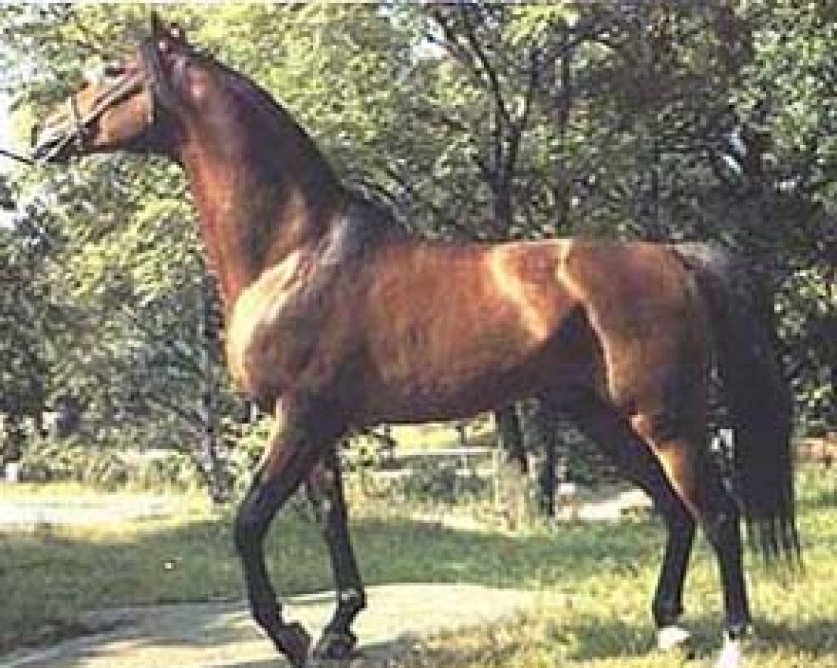 stallion Danser ox (Arabian purebred, 1974, from El Azrak ox)