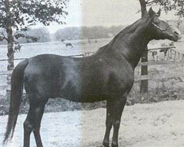 stallion Eunizar ox (Arabian thoroughbred, 1969, from El Azrak ox)
