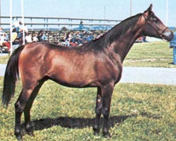 stallion Bataann ox (Arabian thoroughbred, 1976, from Banat 1967 ox)