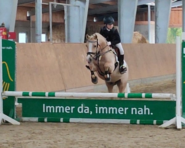 jumper Diamant 619 (German Riding Pony, 2015, from Dimensional)