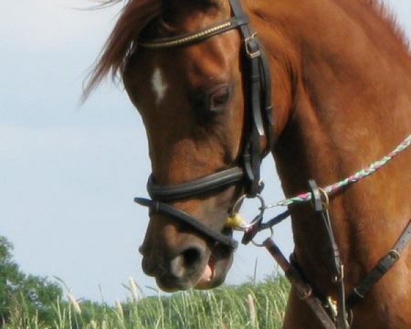 Pferd Special Feeling TCF (Deutsches Reitpony, 2005, von Special Dream TCF)