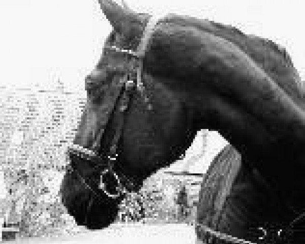 Pferd Romanow (Deutsches Reitpferd, 1983, von Hortobagy 30)