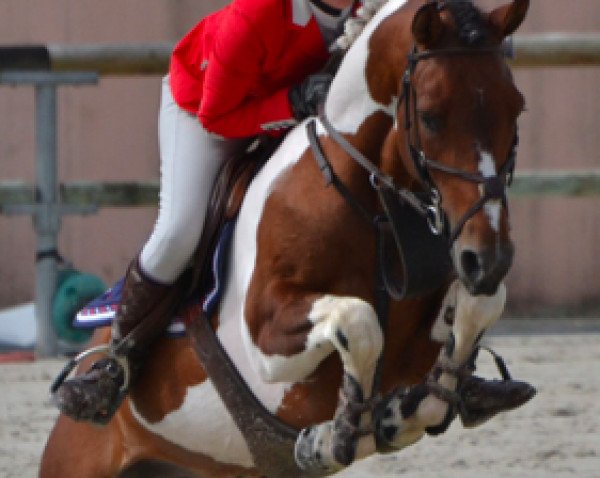 stallion Alisco du Roquet (French Pony, 2010, from Najisco D'Haryns)