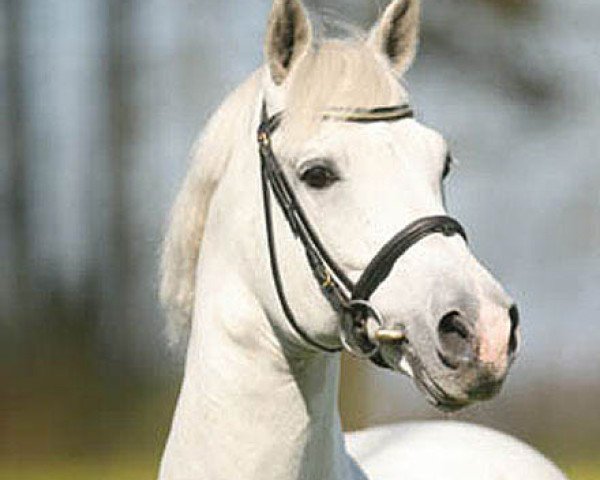 stallion Clinton I (Holsteiner, 1990, from Carolus I)
