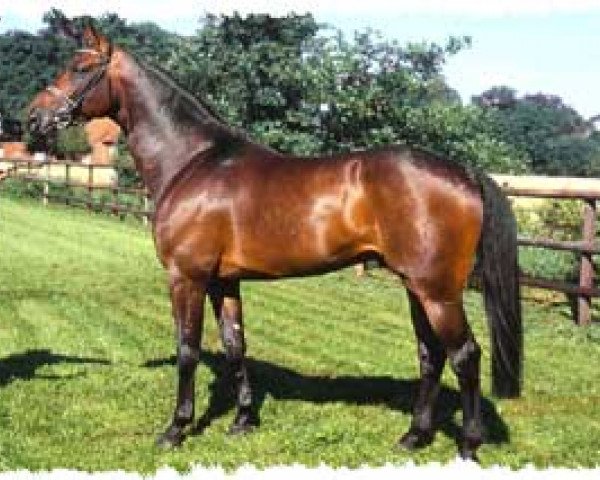 stallion Conterno Grande (Oldenburg, 1995, from Contender)