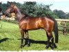 stallion Conterno Grande (Oldenburg, 1995, from Contender)