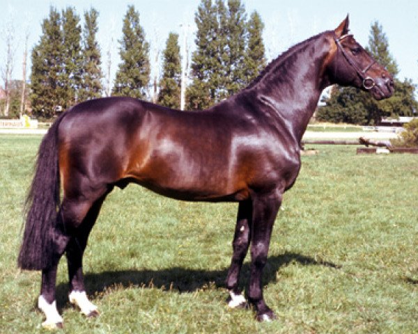 Deckhengst Contender (Holsteiner, 1984, von Calypso II)