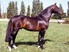 Pferd Contender (Holsteiner, 1984, von Calypso II)