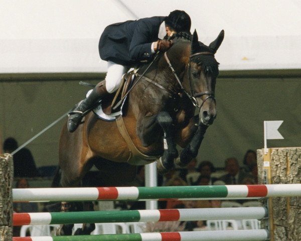 stallion Landino (Holsteiner, 1990, from Landgraf I)
