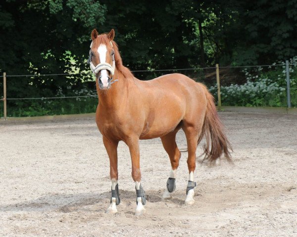 dressage horse Ovaro (German Riding Pony, 2006, from Orlando 270)