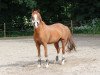 Dressurpferd Ovaro (Deutsches Reitpony, 2006, von Orlando 270)