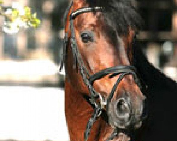 dressage horse Lucky Strike (German Riding Pony, 1987, from Leonardo)