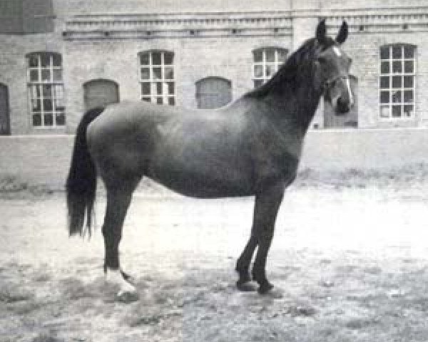 broodmare Furgund (Holsteiner, 1969, from Colombo)