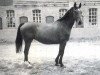 horse Furgund (Holsteiner, 1969, from Colombo)