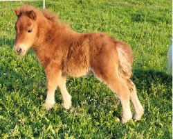 Pferd Isabella vom Burgblick (Shetland Pony (unter 87 cm), 2022, von Zirco van Polderka)