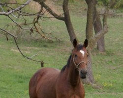 broodmare Vivi (Hungarian Warmblood, 2001, from Rossini Z)