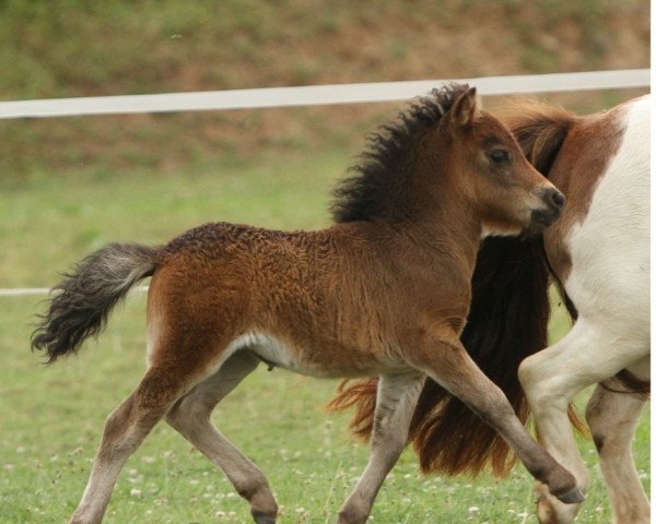 horse Valery vom Burgblick (Shetland pony (under 87 cm), 2022, from Hahns Piccolo Grande)