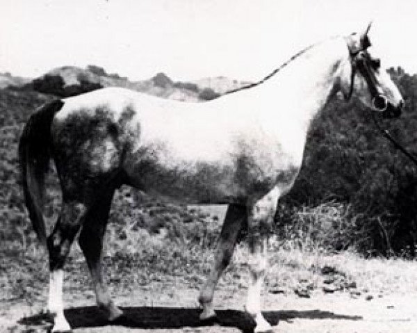 stallion Pilot ox (Arabian thoroughbred, 1943, from Trypolis 1937 ox)