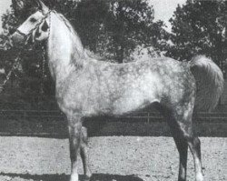 Pferd Mohacz ox (Vollblutaraber, 1955, von Trypolis 1937 ox)