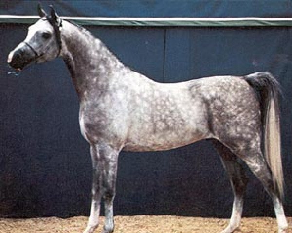 stallion Rusazcie ox (Arabian thoroughbred, 1974, from Algier 1953 ox)