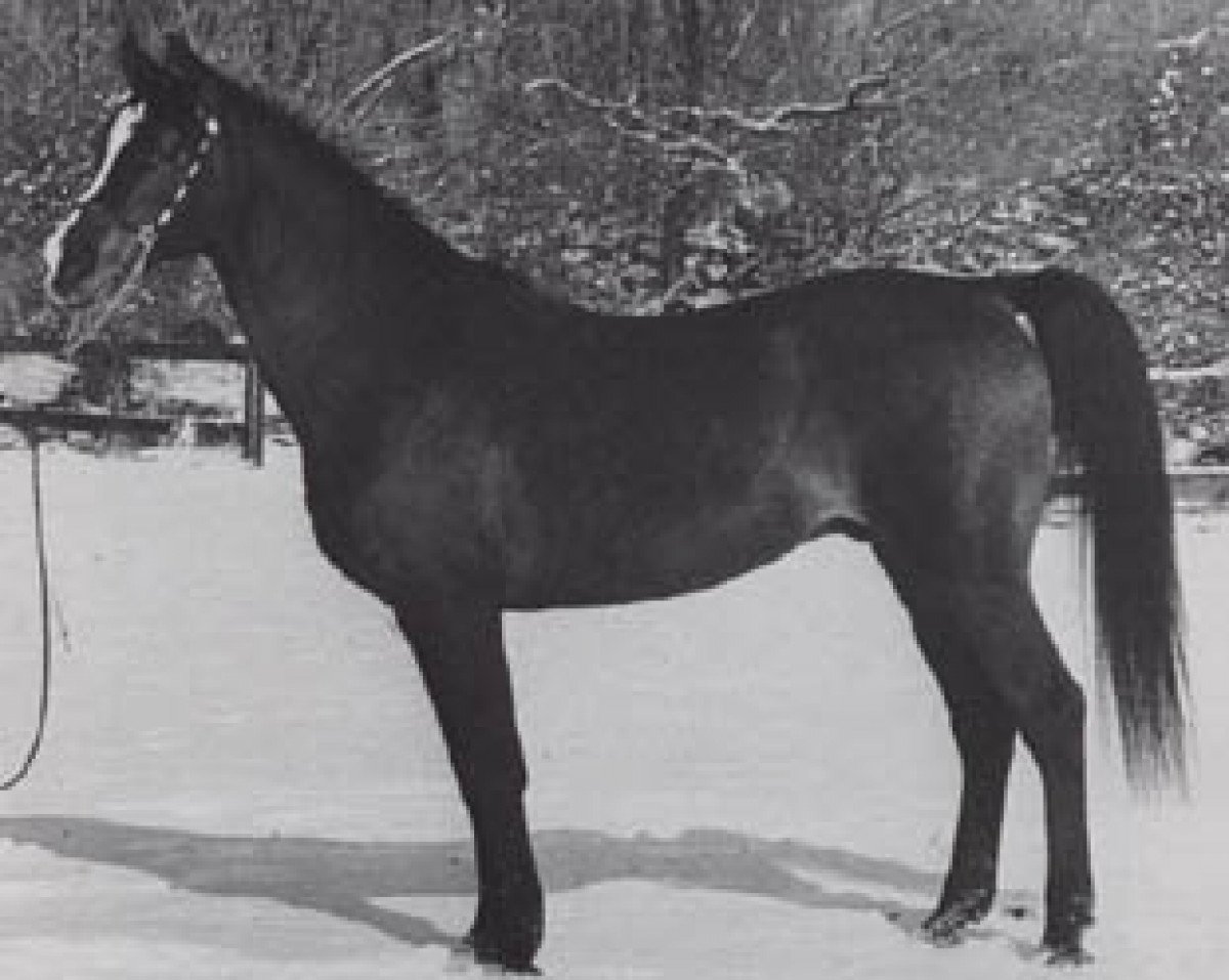 Deckhengst Algier 1953 ox (Vollblutaraber, 1953, von Wielki Szlem 1938 ox)