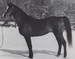 stallion Algier 1953 ox (Arabian thoroughbred, 1953, from Wielki Szlem 1938 ox)