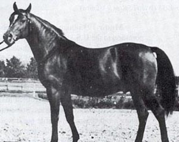 stallion Duch ox (Arabian thoroughbred, 1950, from Wielki Szlem 1938 ox)