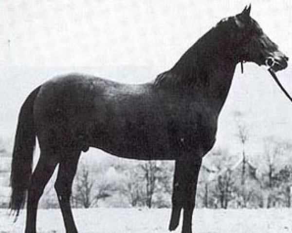 stallion Czardasz ox (Arabian thoroughbred, 1949, from Wielki Szlem 1938 ox)