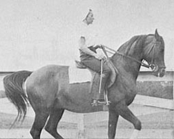 stallion El Mudir ox (Arabian thoroughbred, 1955, from Wielki Szlem 1938 ox)