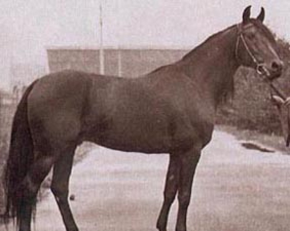 stallion Elfur ox (Arabian purebred, 1966, from Czort 1949 ox)