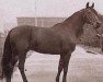 stallion Elfur ox (Arabian thoroughbred, 1966, from Czort 1949 ox)