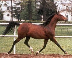 stallion Ellorus ox (Arabian thoroughbred, 1972, from Krezus ox)