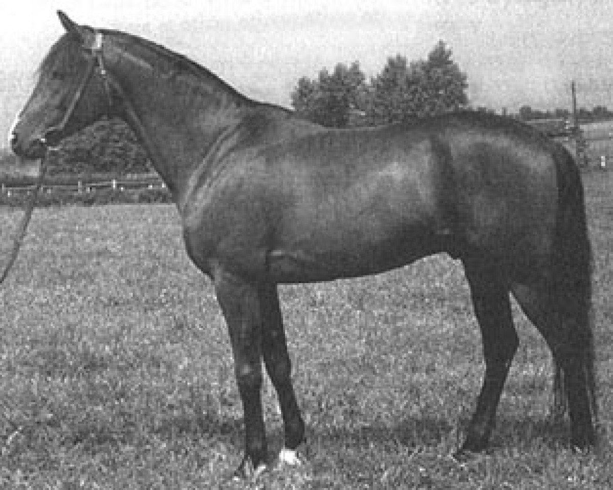 stallion Sabbat ox (Arabian purebred, 1964, from Czort 1949 ox)
