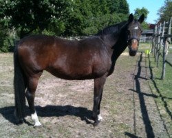 broodmare Sabrina (Hanoverian, 1992, from Sandro)