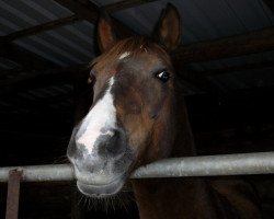 Zuchtstute Sina (Welsh Pony (Sek.B), 1990, von Lemonshill Little Emperor)