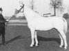 stallion Makler I (Holsteiner, 1929, from Mackensen)