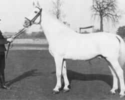 stallion Makler I (Holsteiner, 1929, from Mackensen)